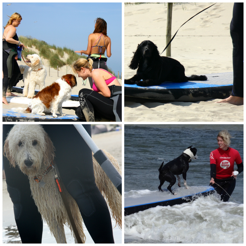 honden surfles en suples surfschool surfkaravaan Ouddorp